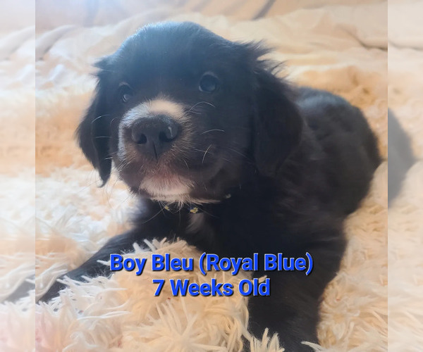 Medium Photo #1 Australian Retriever Puppy For Sale in DAYTON, OH, USA