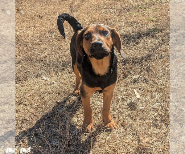 Medium Photo #3 Mutt Puppy For Sale in Vail, AZ, USA