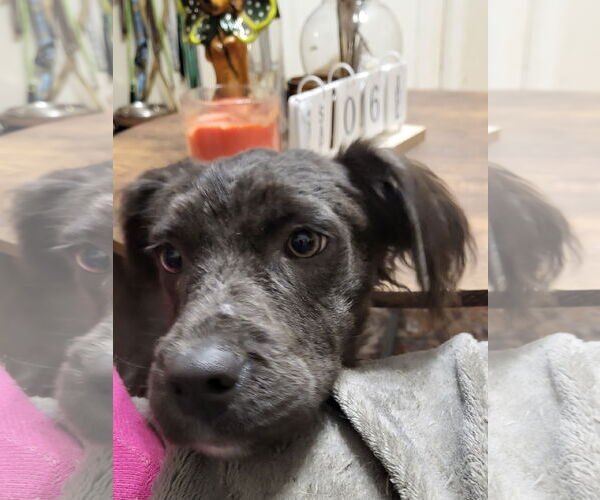 Medium Photo #7 Mutt Puppy For Sale in Mount Pleasant, SC, USA