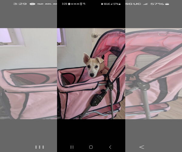 Medium Photo #2 Carolina Dog-Chihuahua Mix Puppy For Sale in Sanford, FL, USA