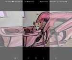 Small #1 Carolina Dog-Chihuahua Mix