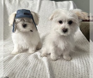Medium Maltese