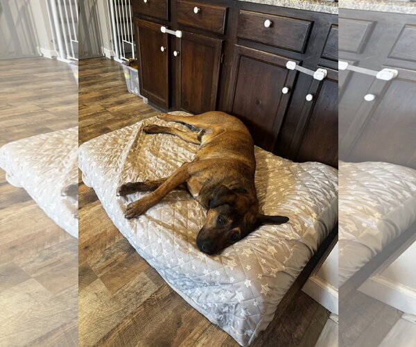 Medium Photo #7 Mutt Puppy For Sale in Fenton, MO, USA