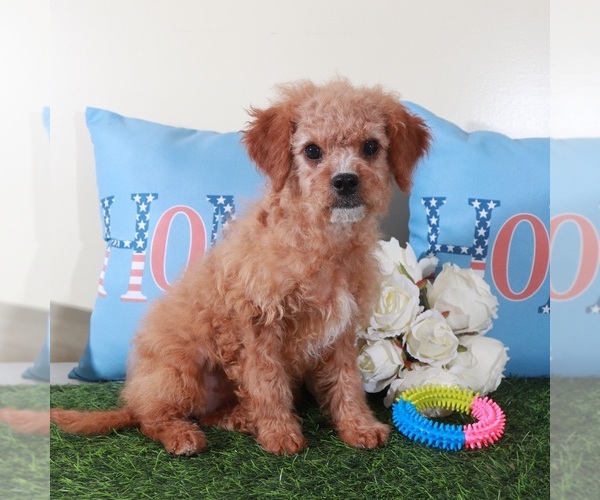 Medium Photo #2 Goldendoodle (Miniature) Puppy For Sale in MOUNT VERNON, OH, USA