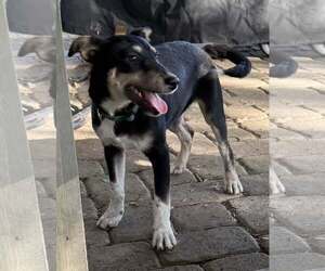 Mina - Female Mutt Dog for Adoption - Photo #4