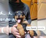 Small Photo #9 Rottweiler Puppy For Sale in NARVON, PA, USA