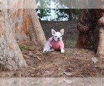 Small Photo #9 French Bulldog Puppy For Sale in CAPE CORAL, FL, USA