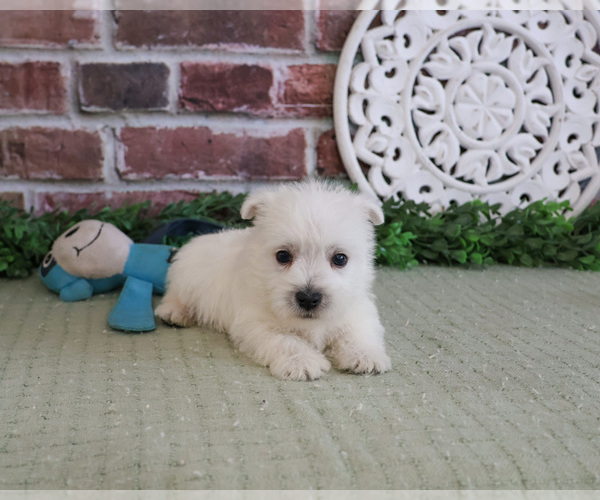 Medium Photo #6 West Highland White Terrier Puppy For Sale in SYRACUSE, IN, USA