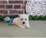 Small #5 West Highland White Terrier