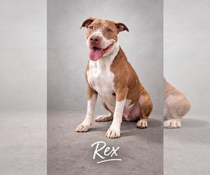 Mutt Dogs for adoption in Pompano Beach , FL, USA