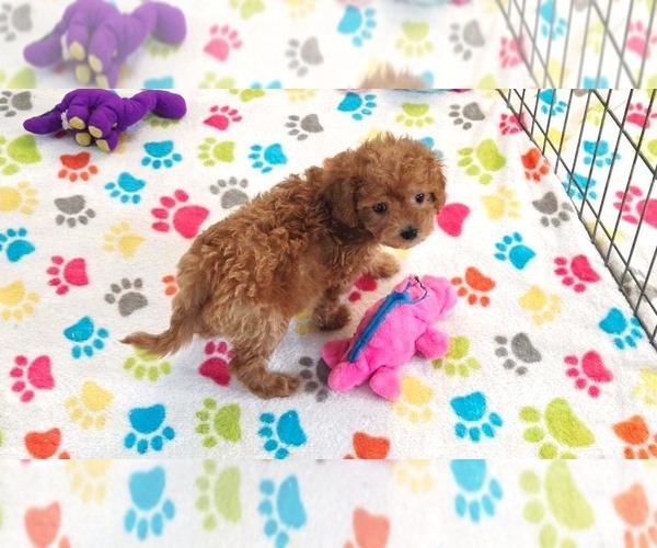 Medium Photo #3 Cavapoo (Miniature)-Poodle (Toy) Mix Puppy For Sale in ORO VALLEY, AZ, USA