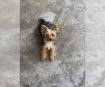 Small Yorkshire Terrier