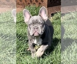Small Photo #4 French Bulldog Puppy For Sale in TACOMA, WA, USA