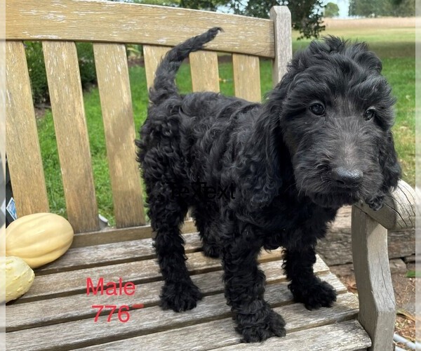 Medium Photo #4 Goldendoodle-Poodle (Standard) Mix Puppy For Sale in CLARE, IL, USA