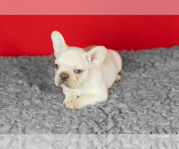 Medium Photo #3 French Bulldog Puppy For Sale in NAPPANEE, IN, USA