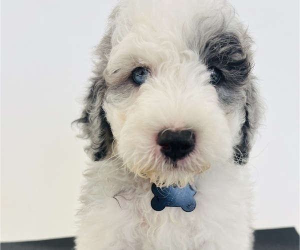 Medium Photo #7 Sheepadoodle Puppy For Sale in HUNTINGTON BEACH, CA, USA