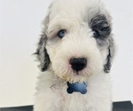Small #6 Sheepadoodle