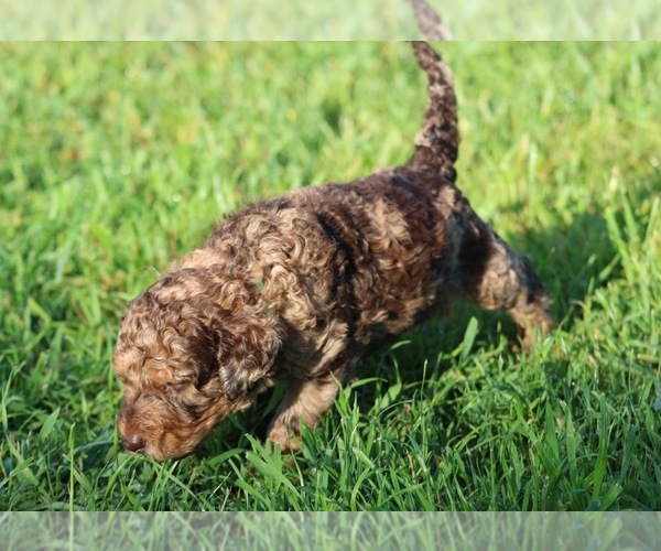 Medium Photo #45 Goldendoodle Puppy For Sale in HOWARD CITY, MI, USA