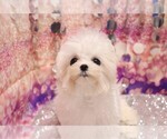 Small Photo #1 Maltese Puppy For Sale in LAS VEGAS, NV, USA