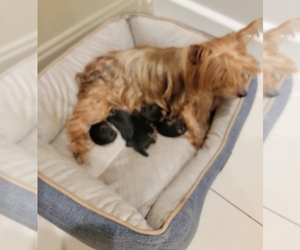 Mother of the Yorkshire Terrier puppies born on 06/14/2026