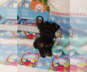Yorkshire Terrier Puppy for sale in FOUNTAIN INN, SC, USA