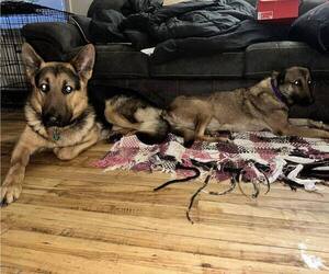 Father of the German Shepherd Dog puppies born on 02/03/2024
