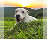 Small #4 American Pit Bull Terrier