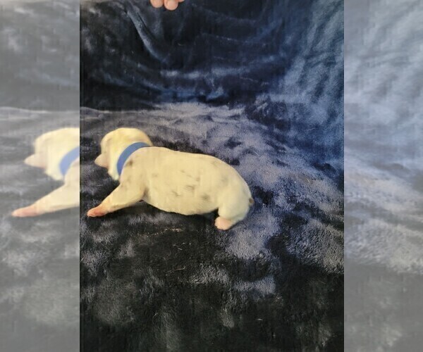 Medium Photo #4 Olde English Bulldogge Puppy For Sale in HAMLER, OH, USA