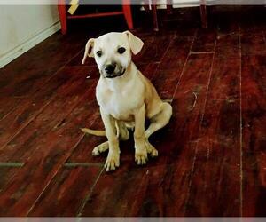 Mutt Dogs for adoption in San Antonio, TX, USA