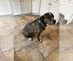 Small #14 American Pit Bull Terrier-Plott Hound Mix
