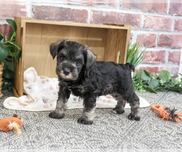 Medium Photo #3 Schnauzer (Miniature) Puppy For Sale in SYRACUSE, IN, USA