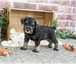 Small #2 Schnauzer (Miniature)