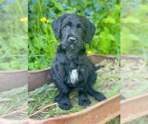 Labradoodle Puppy for sale in SILVERDALE, WA, USA