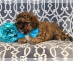 Small Photo #12 Havashu-Poodle (Miniature) Mix Puppy For Sale in LAKELAND, FL, USA