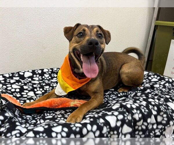 Medium Photo #2 German Shepherd Dog-Unknown Mix Puppy For Sale in McKinleyville, CA, USA