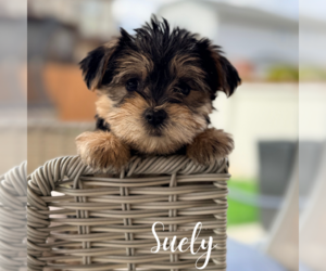 Morkie Puppy for Sale in ADDISON, Illinois USA