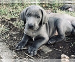 Puppy Puppy 2 Weimaraner