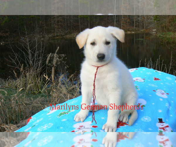 Medium Photo #2 German Shepherd Dog Puppy For Sale in PIEDMONT, MO, USA