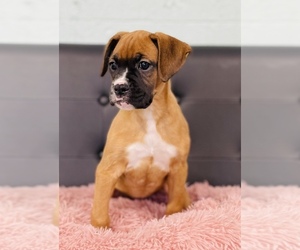 Boxer Puppy for sale in CINCINNATI, OH, USA