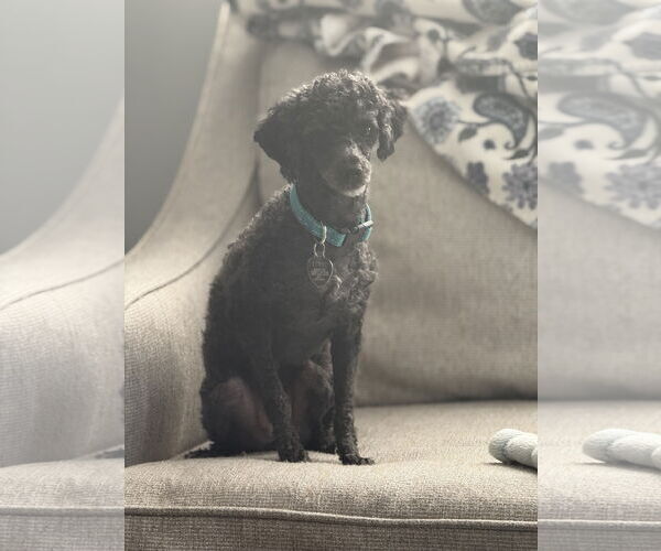 Medium Photo #1 Poodle (Toy) Puppy For Sale in Pacolet, SC, USA
