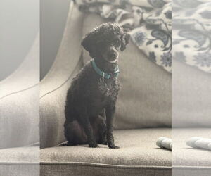 Poodle (Toy) Dogs for adoption in Pacolet, SC, USA