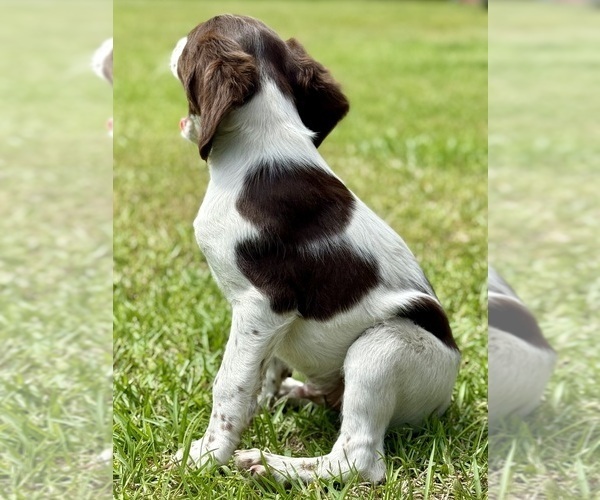 Medium Photo #6 Brittany Puppy For Sale in ORRUM, NC, USA