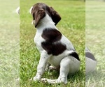 Small #5 Brittany