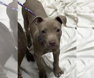 American Pit Bull Terrier-Unknown Mix Dogs for adoption in Las Vegas, NV, USA