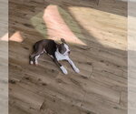 Small #2 Boston Terrier