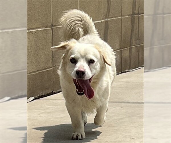 Medium Photo #1 Tibetan Spaniel Puppy For Sale in Denver, CO, USA