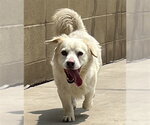 Small Tibetan Spaniel