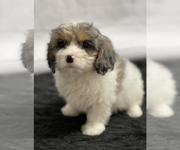 Medium Photo #1 Cavapoo Puppy For Sale in QUAPAW, OK, USA