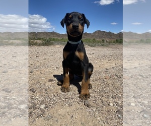 Doberman Pinscher Puppy for sale in PLYMOUTH, MA, USA