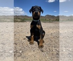 Small Photo #1 Doberman Pinscher Puppy For Sale in PLYMOUTH, MA, USA